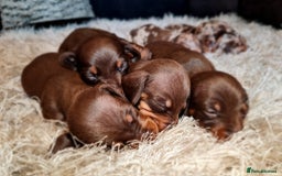 Miniature Dachshund dogs for sale: 💜Extra miniature chocholate dapple daschunds💜  - Image 12