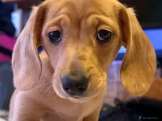 Miniature Dachshund dogs Ready now! miniature dachshund - Advert 3