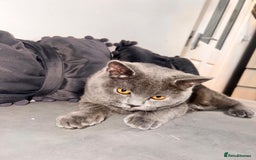 British Shorthair cats for sale: Beautiful Grey Male Cat – Ready for a New Home - Image 4