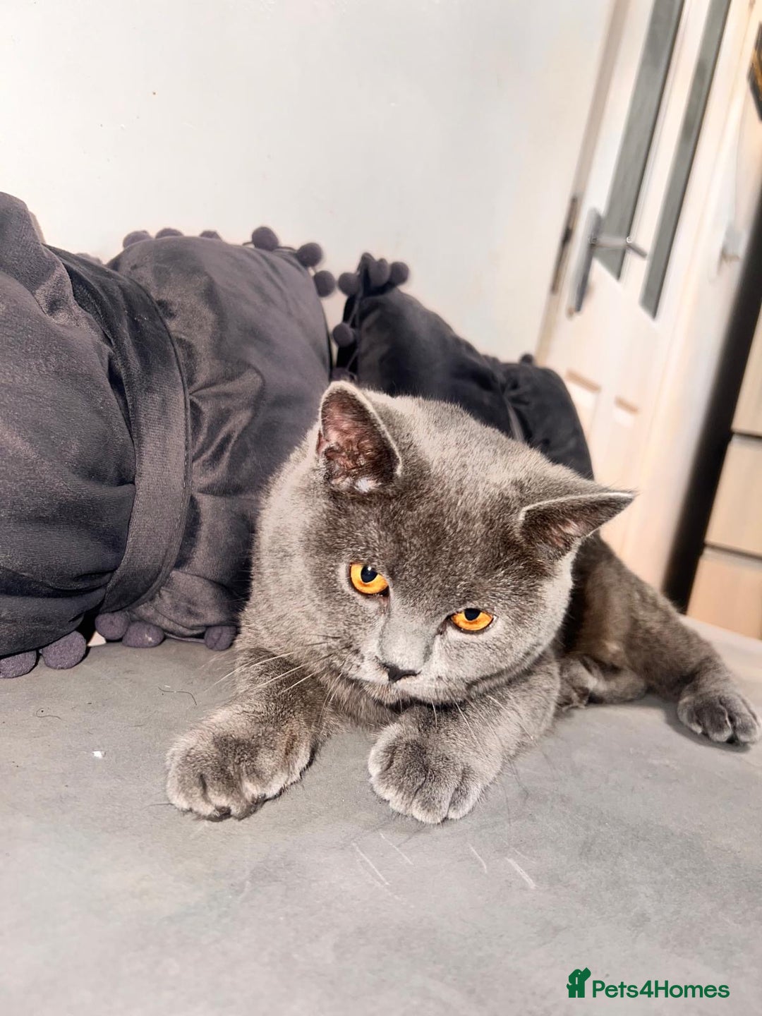 British Shorthair cats for sale: Beautiful Grey Male Cat – Ready for a New Home - Image 4
