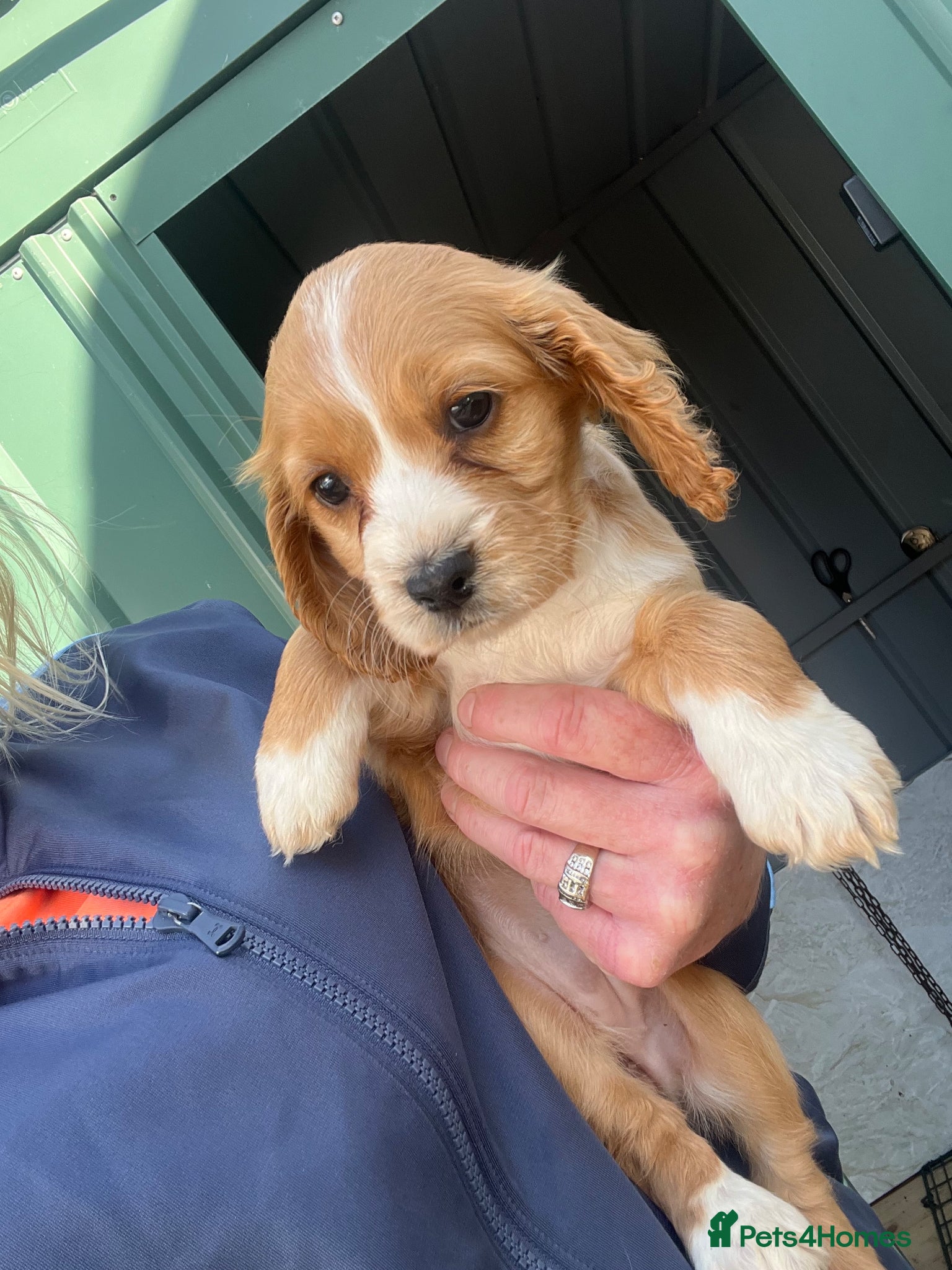 Cocker Spaniel dogs Cocker spaniel  - Advert 2