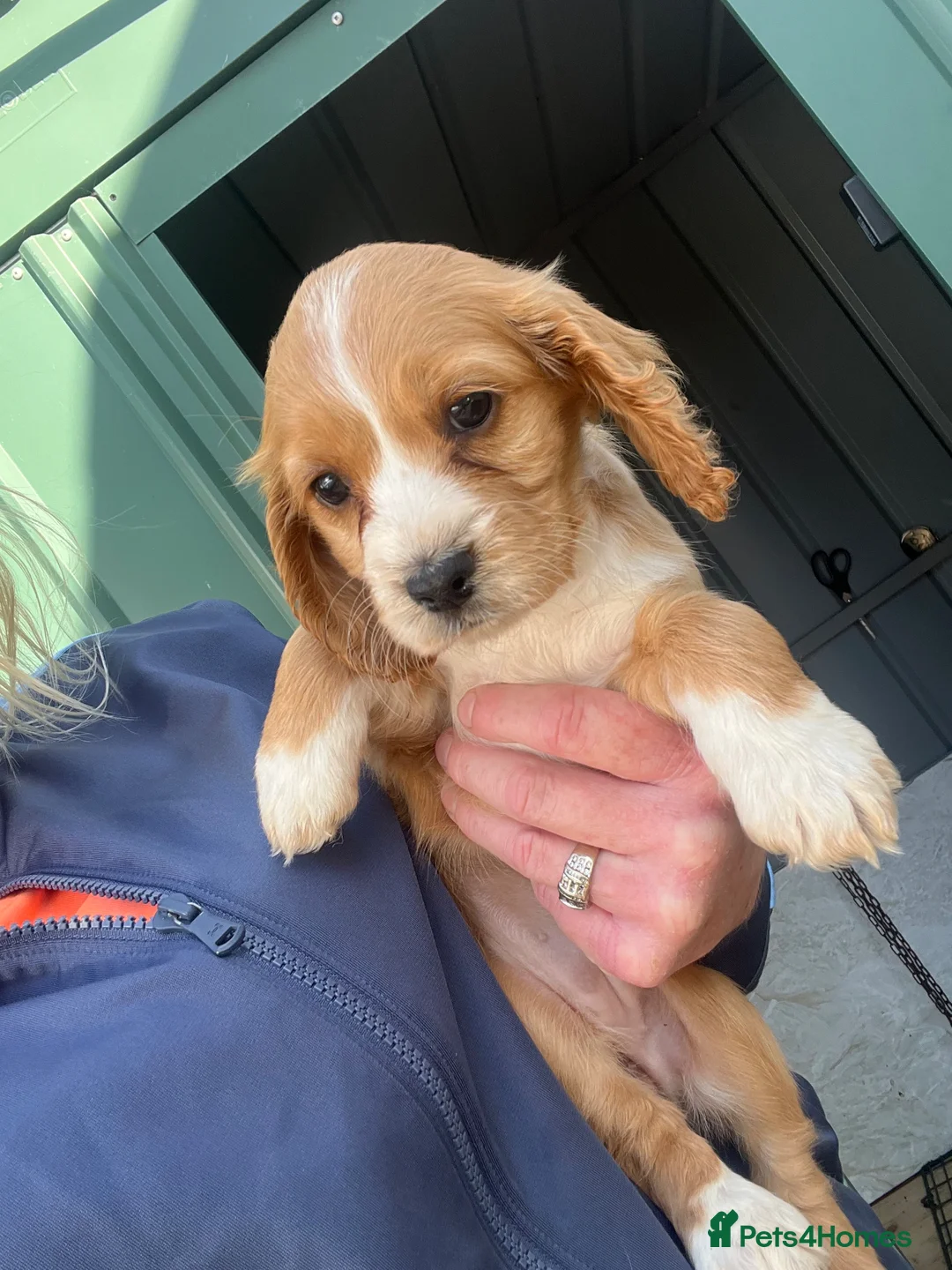 Cocker Spaniel dogs for sale: Cocker spaniel  - Advert 1