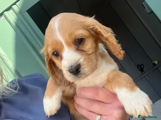 Cocker Spaniel dogs Cocker spaniel - Advert 2