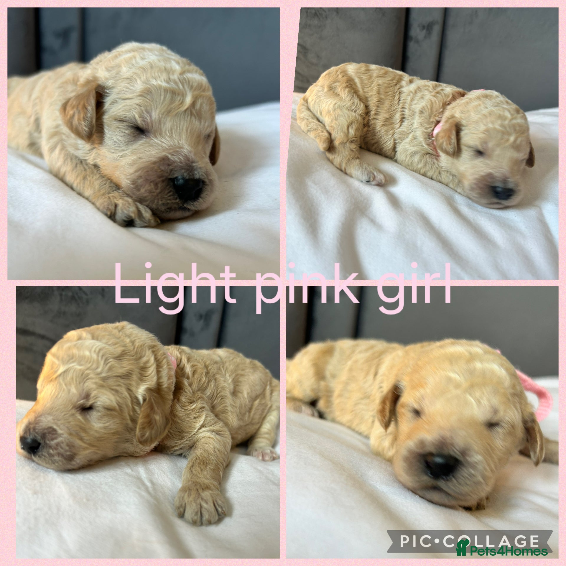 Labradoodle dogs Stunning f2bb standard labradoodles   - Advert 4