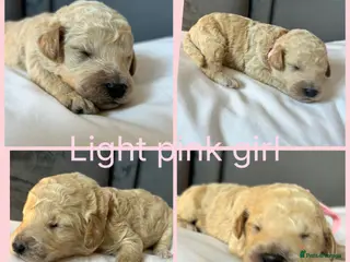 Labradoodle dogs Stunning f2bb standard labradoodles - Advert 4