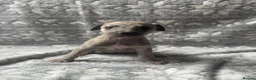 Whippet dogs for sale: KC registered whippet puppy’s  - Advert 16