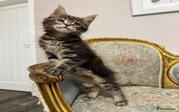 Maine Coon cats for sale: Maine Coon Kittens with Elite Heritage 🌟🌟🌟🌟🌟 - Image 23