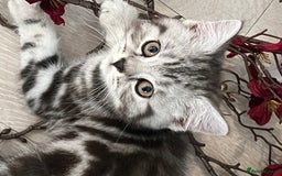 British Shorthair cats for sale:  BSH SILVER CLASSIC TABBY - Image 4