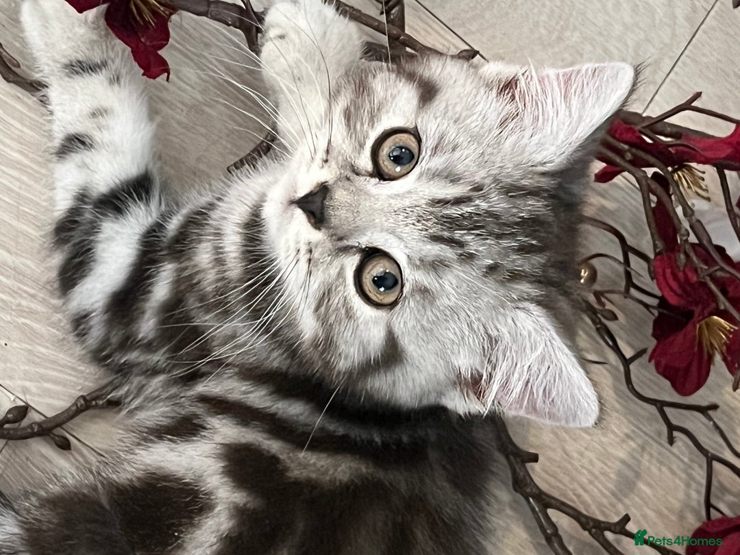 British Shorthair cats for sale:  BSH SILVER CLASSIC TABBY - Image 4