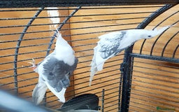 Parrots birds for sale: Beautiful Cockatiels pair in Bradford - Image 6