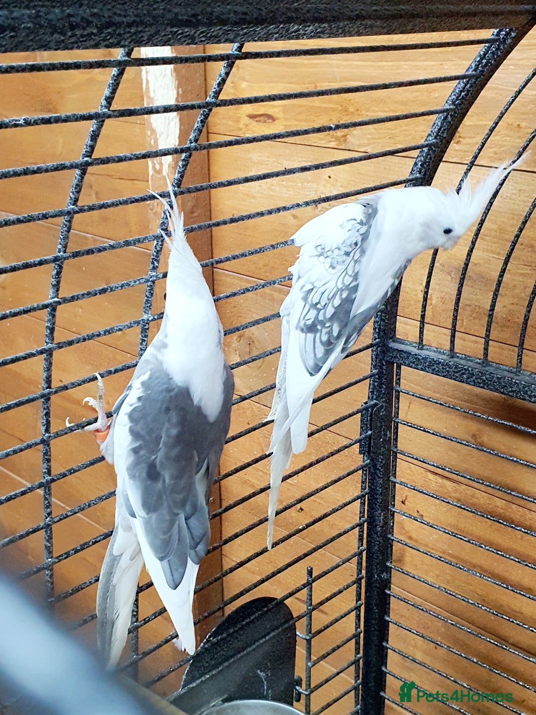 Parrots birds for sale: Beautiful Cockatiels pair in Bradford - Image 6