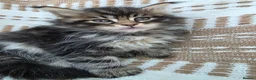Maine Coon cats for sale: Sociable maine coon kittens - Advert 13