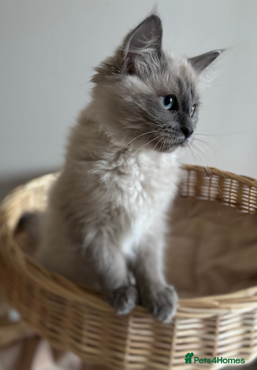 Ragdoll cats for sale: Beautiful blue mink colourpoint boy tica reg - Advert 14