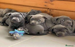 Staffordshire Bull Terrier dogs for sale: Staffordshire bullterrie puppies  - Image 9