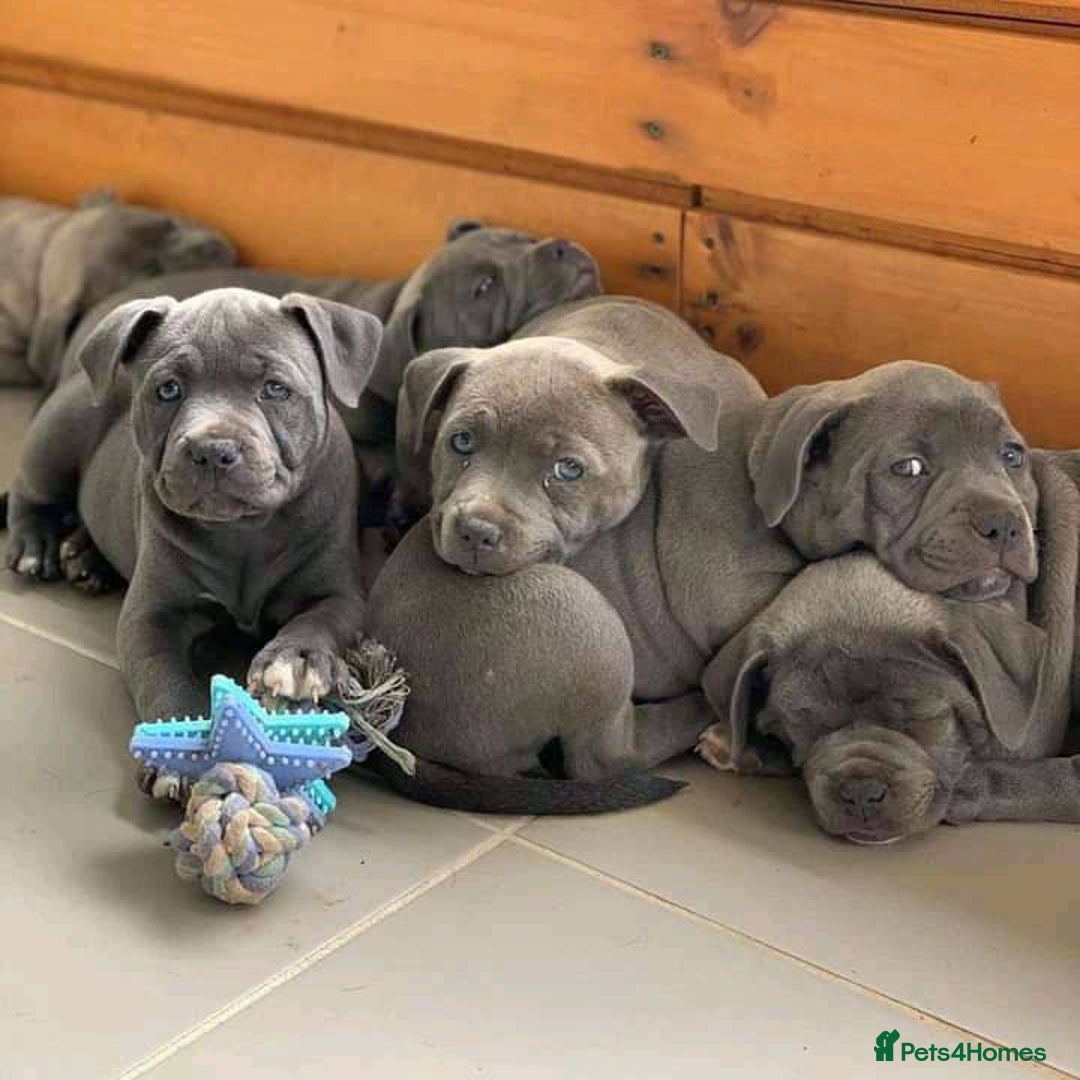 Staffordshire Bull Terrier dogs for sale: Staffordshire bullterrie puppies  - Image 9