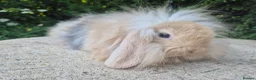 Angora rabbits for sale: 💜READY NOW-STUNNING TEDDYWIDDER X MINI LOP BABIES - Advert 9