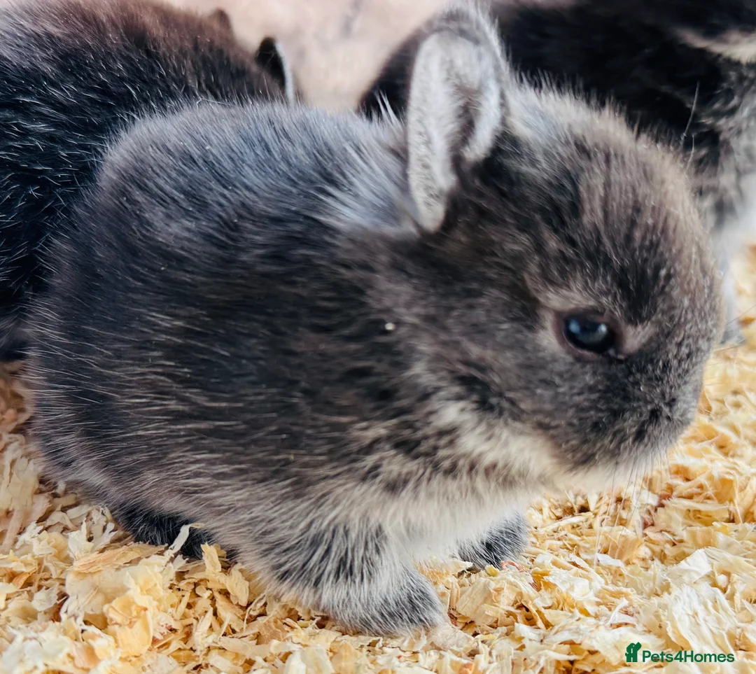 Netherland Dwarf rabbits for sale: **Stunning** Blue-Otter Netherland Dwarf Bunnies  - Advert 2