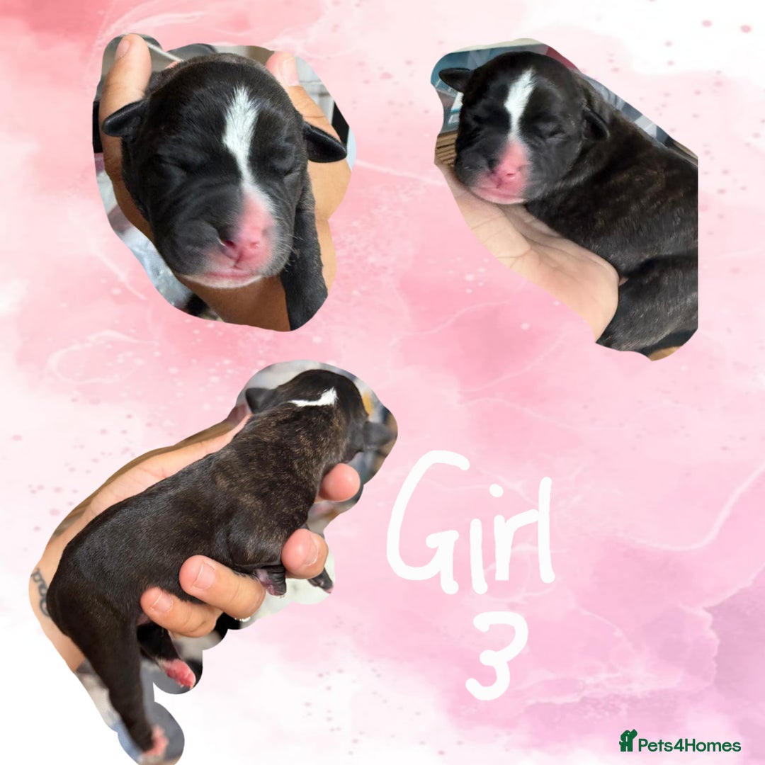 Staffordshire Bull Terrier dogs for sale: Staffie Pups - Image 8