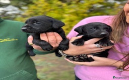 Labrador Retriever dogs for sale: Outstanding Litter of KC registered Labradors  - Image 1