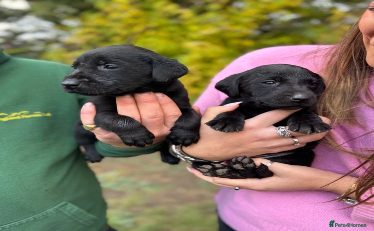 Labrador Retriever dogs - Advert 1