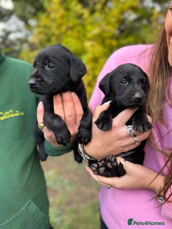 Labrador Retriever dogs - Advert 1