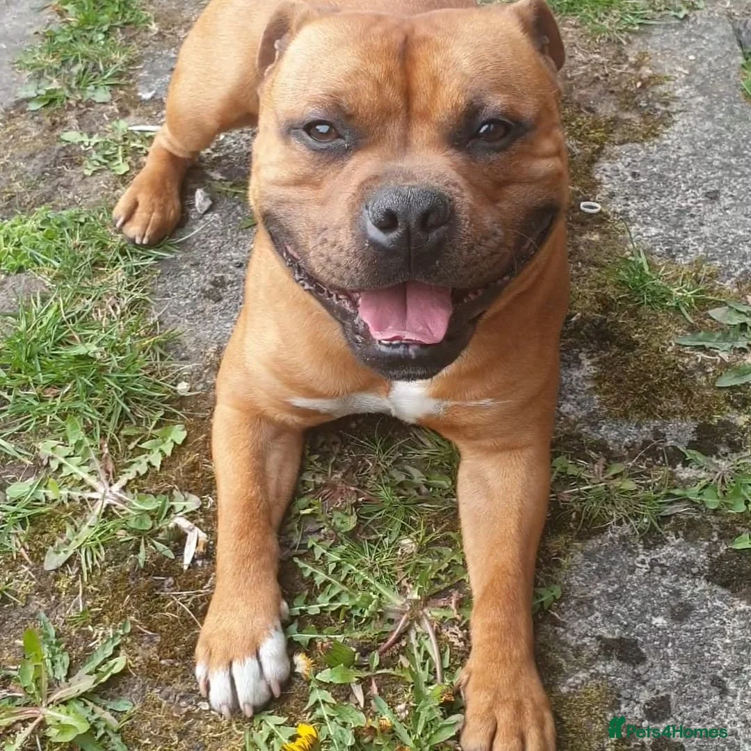 Staffordshire Bull Terrier dogs for stud: 🥨CHIEF CHAMPION SIRED 🥨🏆  in Rochdale - Advert 4