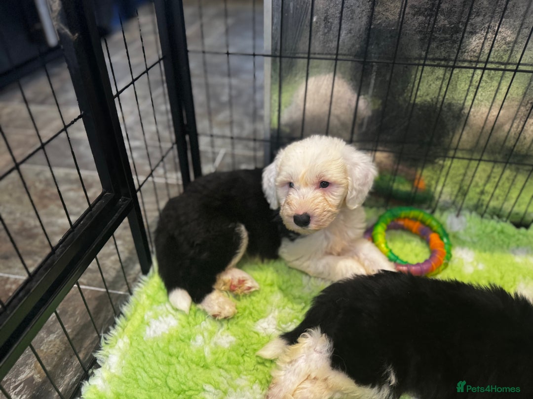 Old English Sheepdog dogs for sale: Extensively health tested KC registered OES  - Advert 4