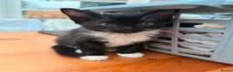 Mixed Breed cats for sale: Tuxedo kittens for sale. in Worksop - Advert 2