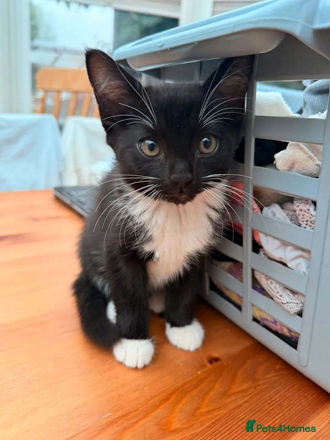 Mixed Breed cats for sale: Tuxedo kittens for sale. in Worksop - Advert 2