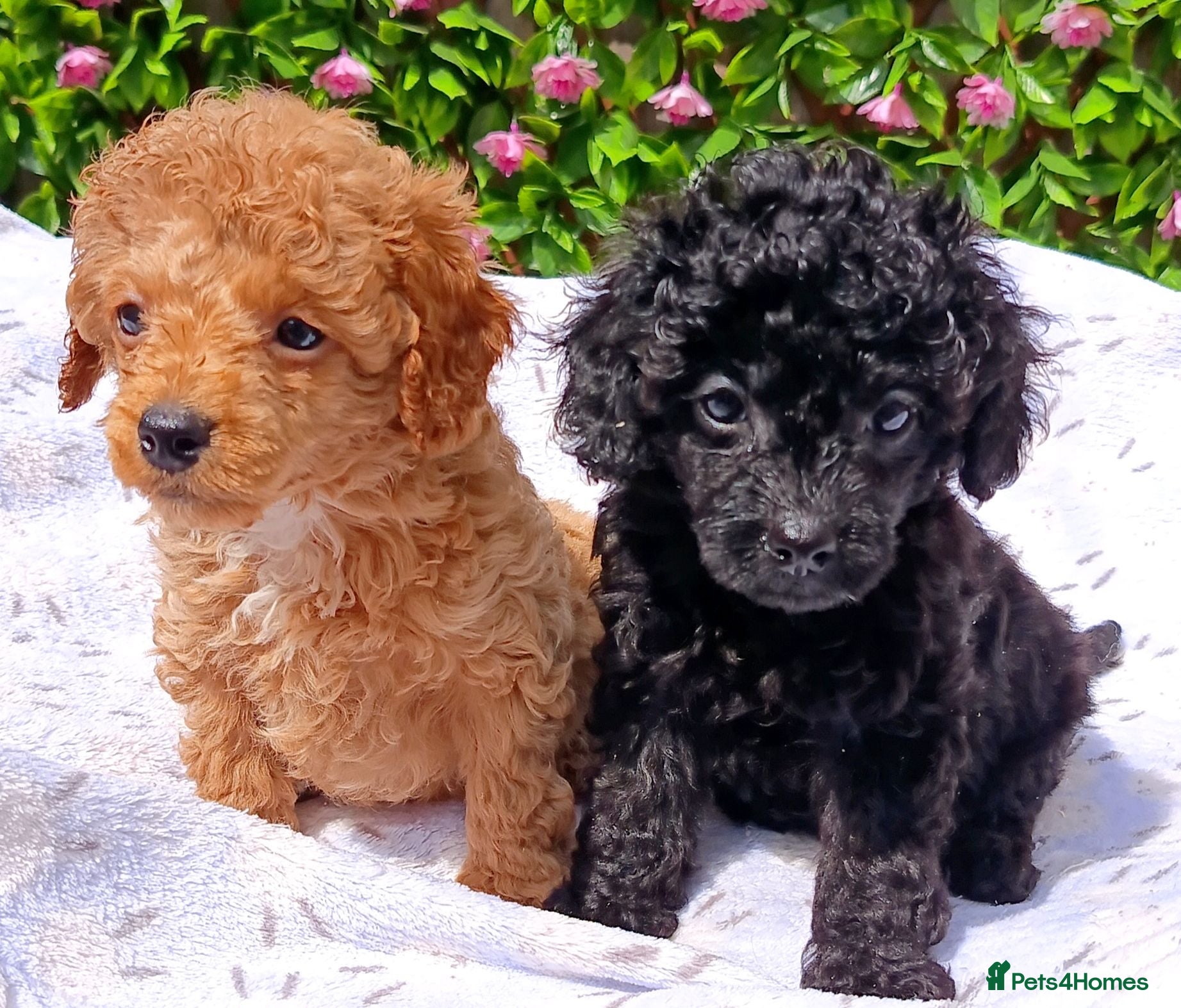 Toy Poodle dogs HEALTH TESTED TOY POODLES KC REG  - Advert 1