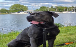 Cane Corso dogs for sale: Cane Corso Pups  - Image 10