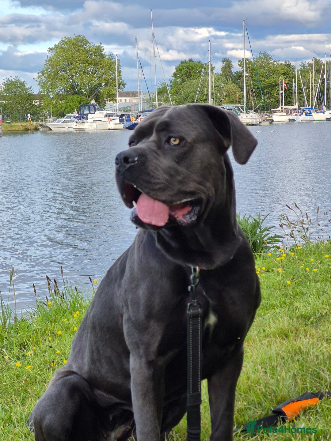 Cane Corso dogs for sale: Cane Corso Pups  - Image 10