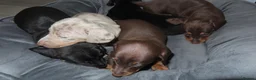 Miniature Dachshund dogs for sale: 5 Miniature Dachshund Puppies - Advert 6