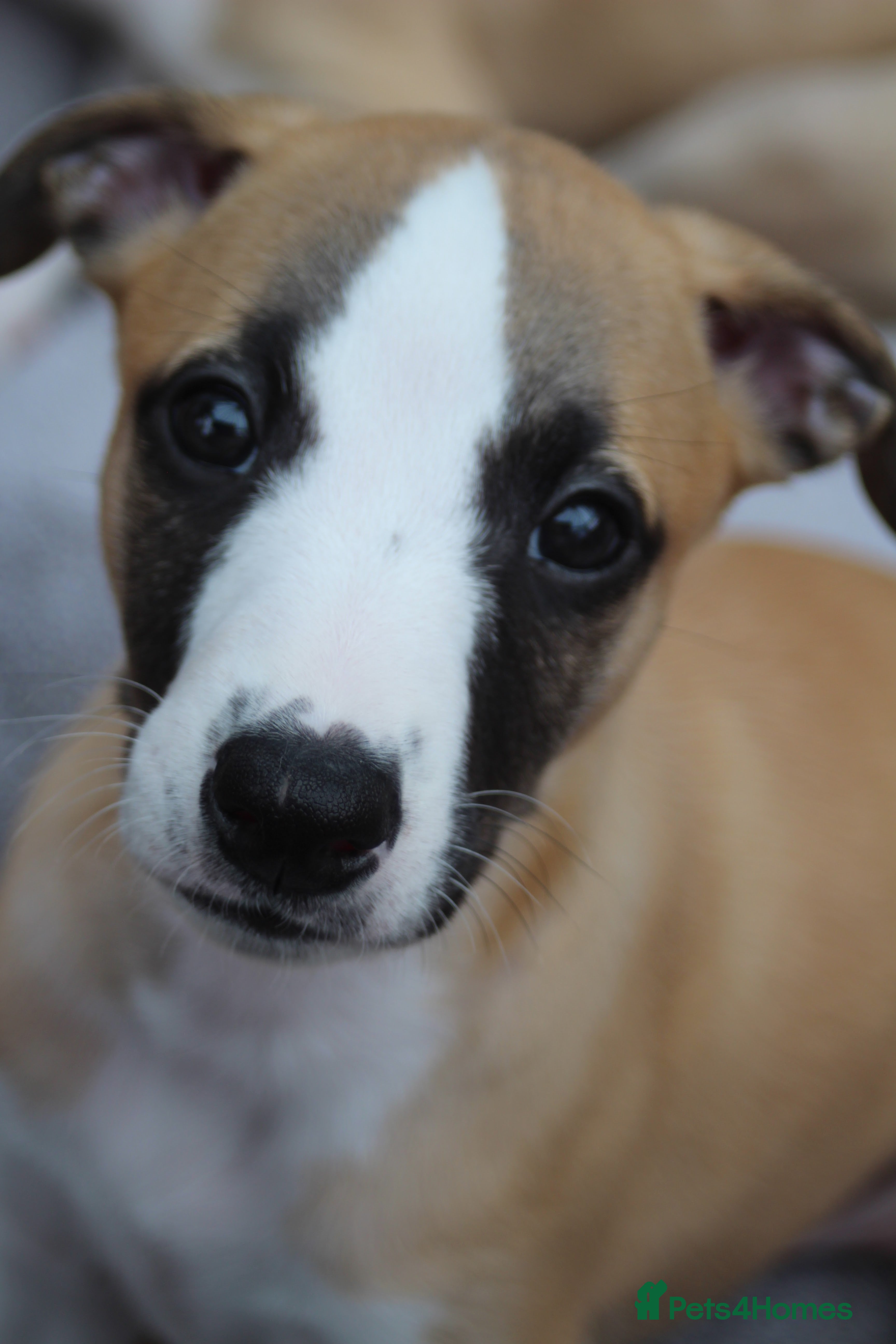 Whippet dogs Quality KC whippet pups from heart tested psrents - Advert 2