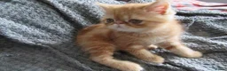 Exotic cats for sale: Lovely exotic kittens - Advert 6