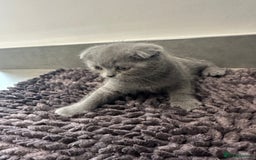 Scottish Fold cats for sale: Beautiful Scottish folds and straights kittens🎀 - Image 19