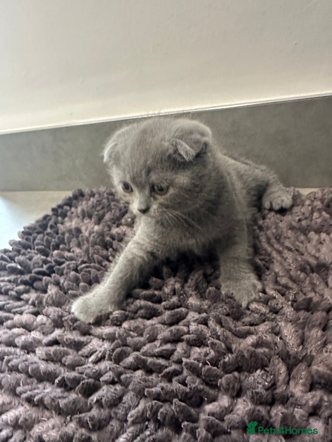 Scottish Fold cats for sale: Beautiful Scottish folds and straights kittens🎀 - Image 19