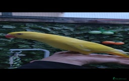 Budgerigars birds for sale: Handreared super tame baby yellow ringneck parrot - Image 7