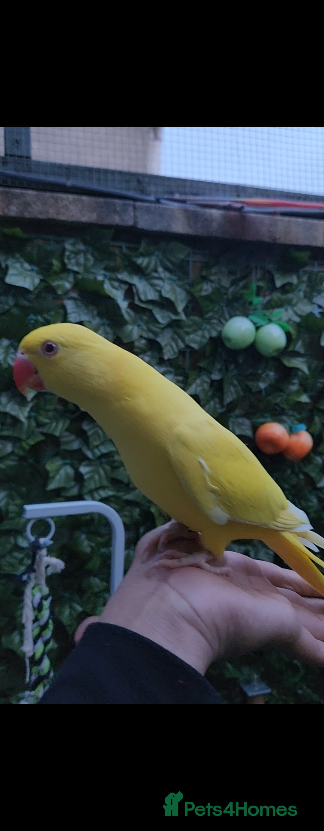 Budgerigars birds for sale: Handreared super tame baby yellow ringneck parrot - Image 7