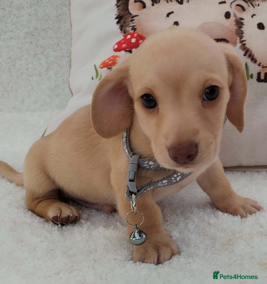 Miniature Dachshund dogs for sale: MINI DACHSHUND CREAM PRA CLEAR - Image 18