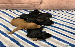 Cockapoo dogs for sale: F1 & F1b puppies. Health tested.  - Image 1