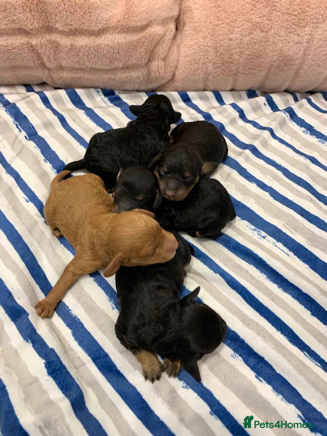 Cockapoo dogs for sale: F1 & F1b puppies. Health tested.  - Image 1
