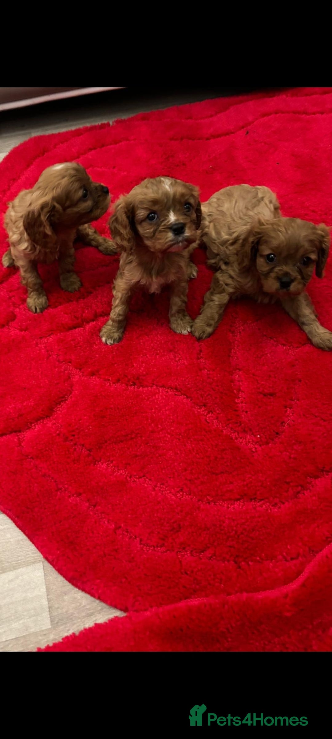 Cavalier King Charles Spaniel dogs for sale: Cavalier King charlies - Advert 12