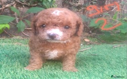 Cavapoo dogs for sale: Cavapoos pups amazing coulers  - Image 13