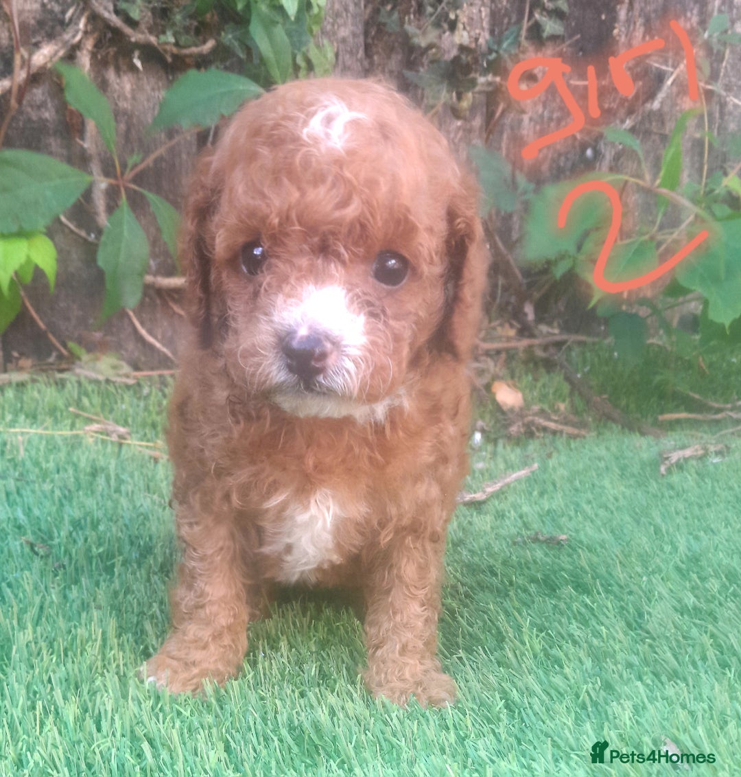 Cavapoo dogs for sale: Cavapoos pups amazing coulers  - Image 13