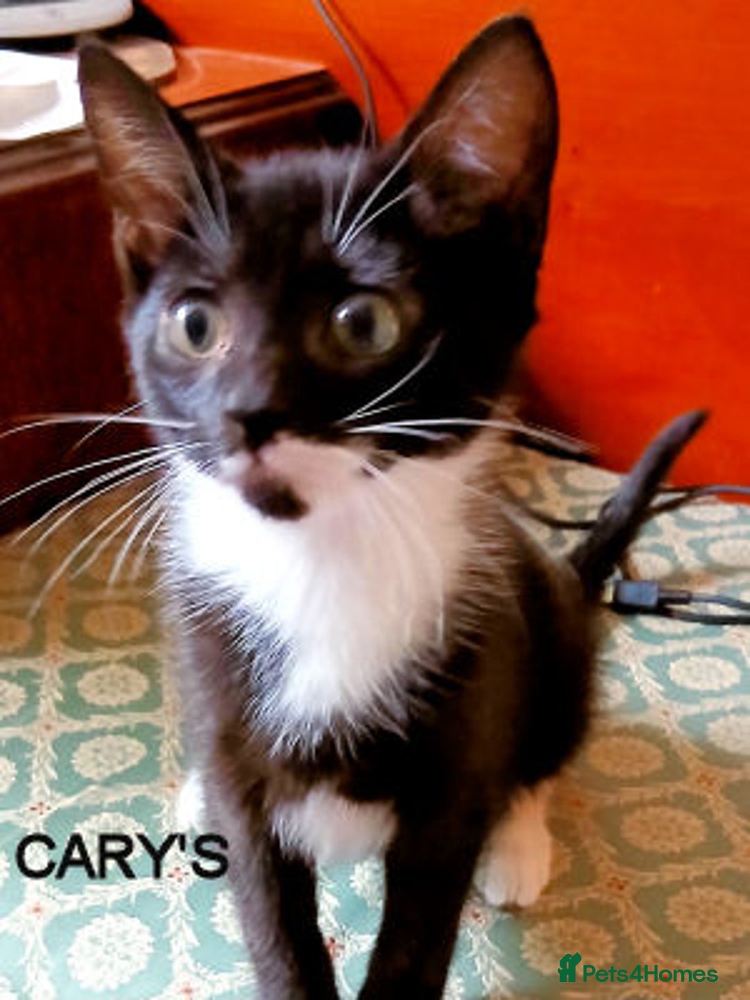 Mixed Breed cats for adoption: Bronwen, Carys, Fion,  - Image 6