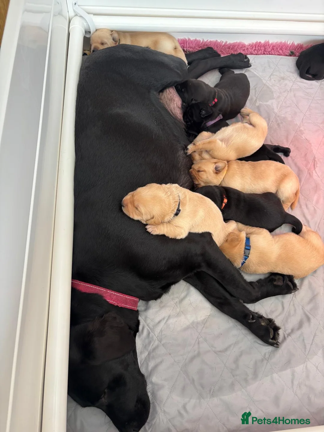 Labrador Retriever dogs for sale: KC Registered Labrador puppies  - Advert 6