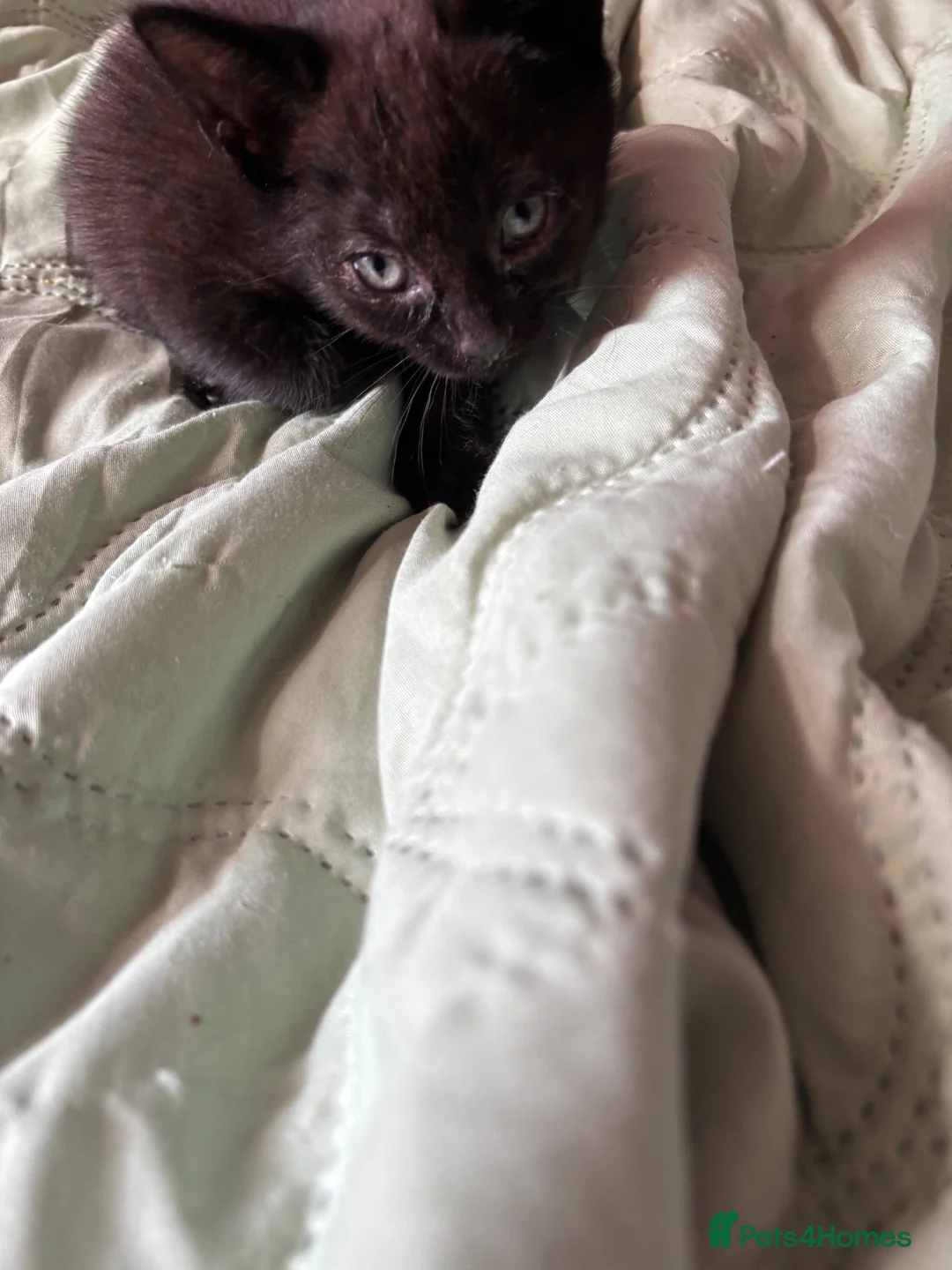 Mixed Breed cats for sale: AVAILABLE NOW!! 2 Beautiful kittens 1 boy 1 girl - Advert 6