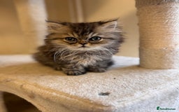 Persian cats for sale: 🌟 Golden Persian Teddy Boy - Image 2