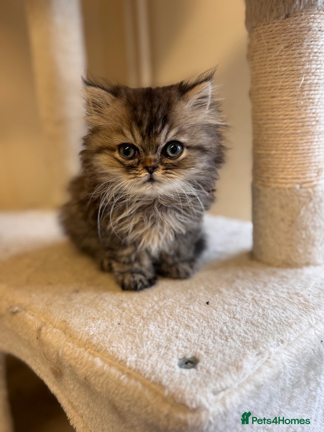 Persian cats for sale: 🌟 Golden Persian Teddy Boy - Image 2